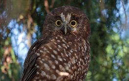 nz owl sits in a tree at birds of prey centre